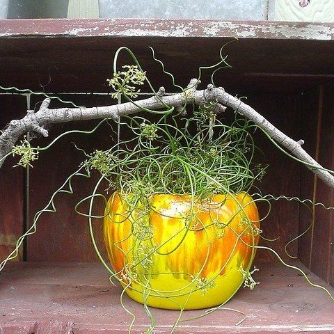Perennial Corkscrew Rush - Learn How To Grow Corkscrew Rush Juncus |  Gardening Know How