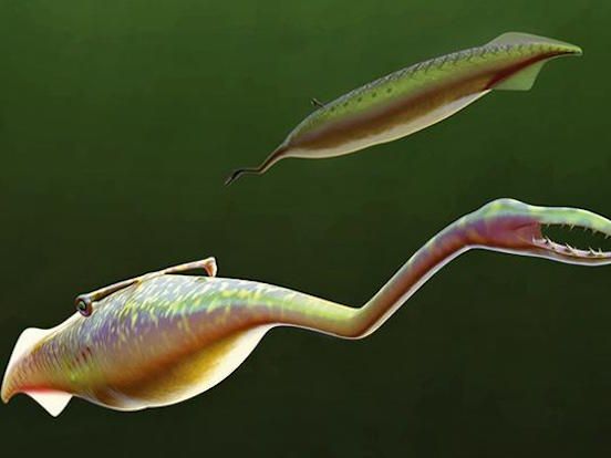 Photos: Ancient Tully Monster's Identity Revealed | Live Science