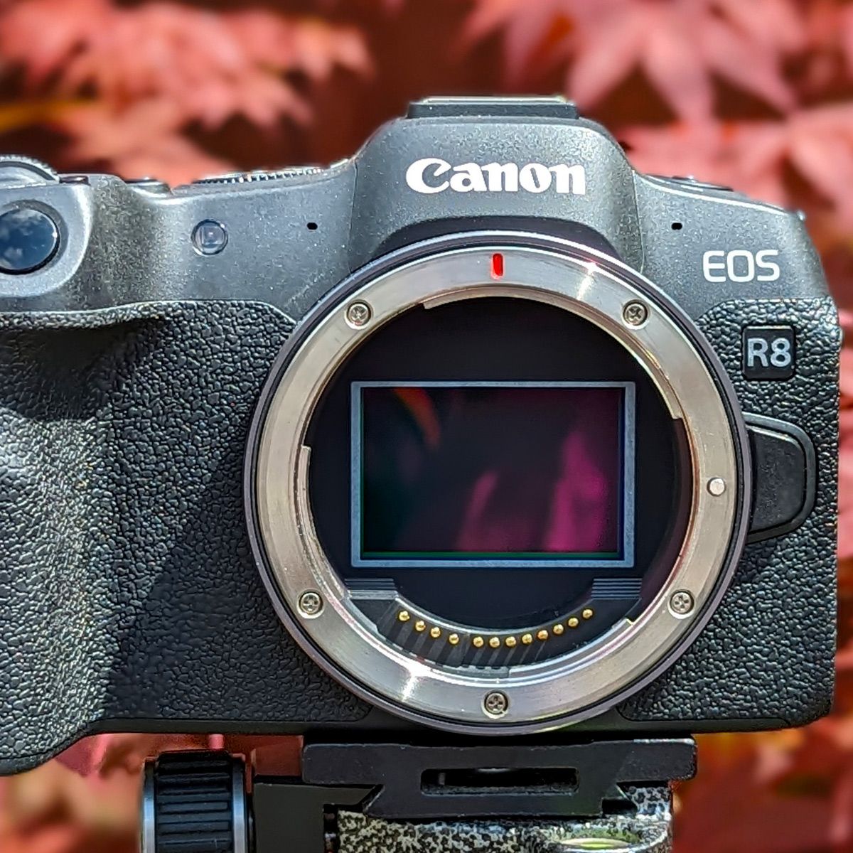 Canon EOS R8 review | Space
