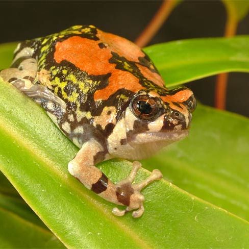 Album: Bizarre Frogs, Lizards and Salamanders | Live Science