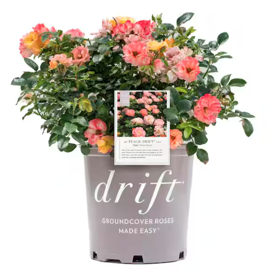 Home Depot, Peach Drift Rose