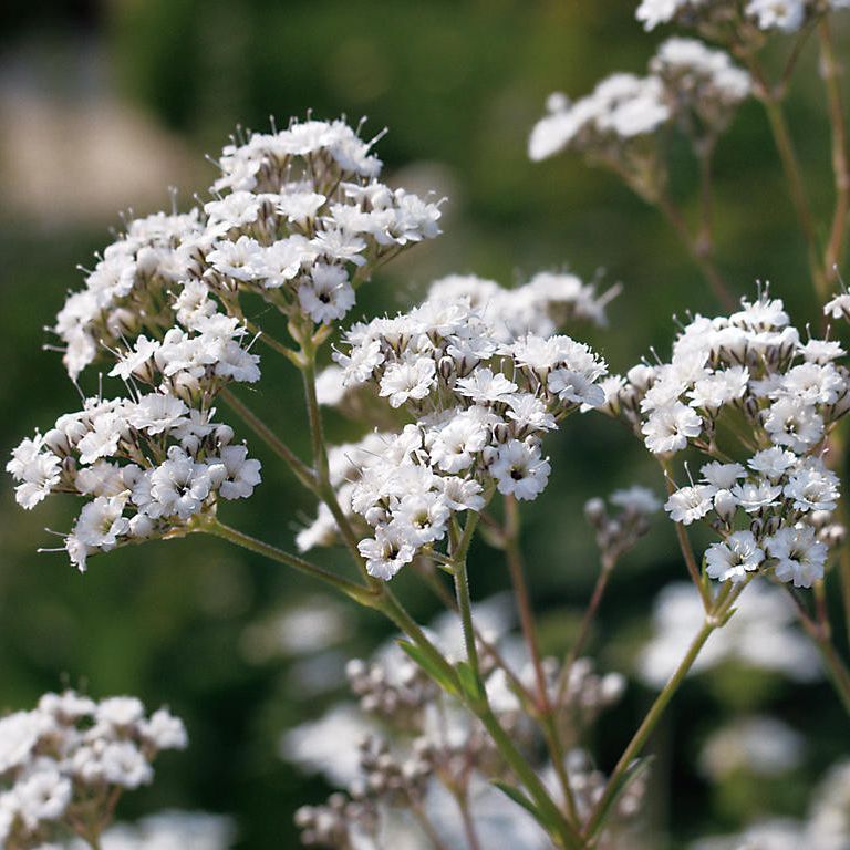 Festival Star Baby's Breath