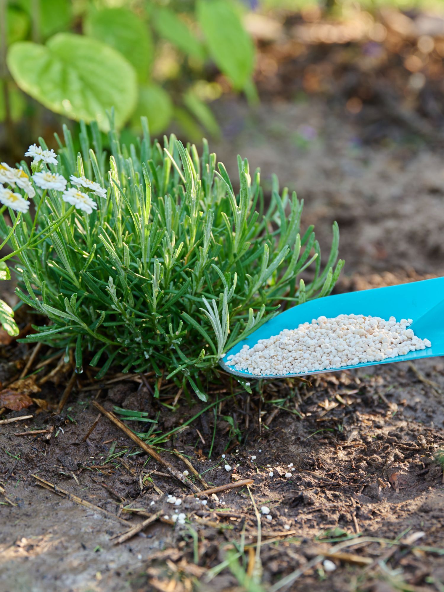 trowel full of fertilizer next to lavender plant in garden
