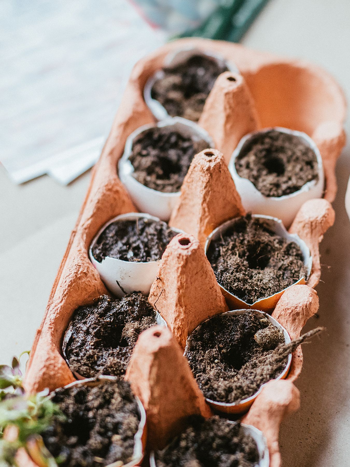 Starting seeds in eggshells in egg cartons