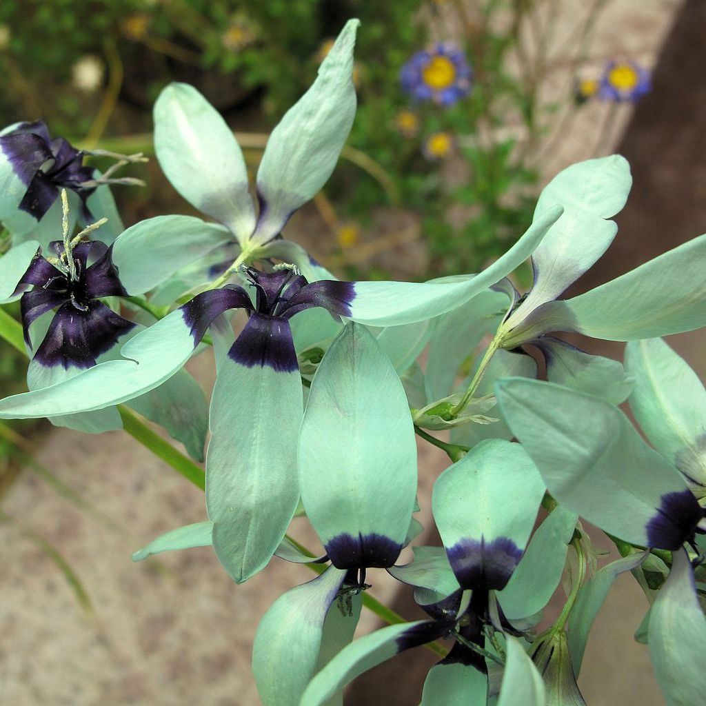 Turquoise Ixia Bulbs - How To Grow Ixia Viridiflora Plants In The