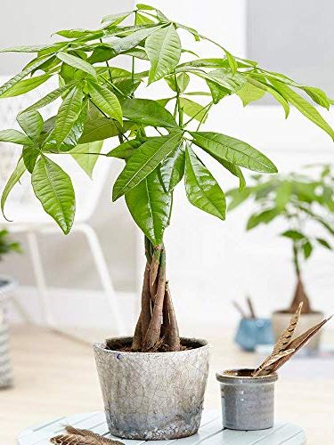 Gardenersdream Pachira Aquatica Plant in Pot - Evergreen Money Tree for Home or Office - Live Indoor House Plants - Air Purifying Indoor Plants - Great Gifts for Plant Lovers (25-35 Cm)