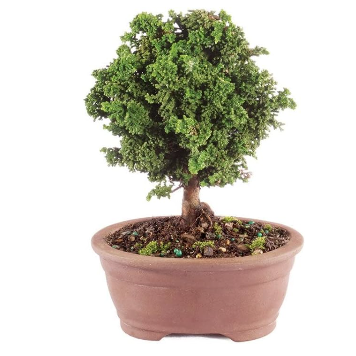 Amazon cypress bonsai tree