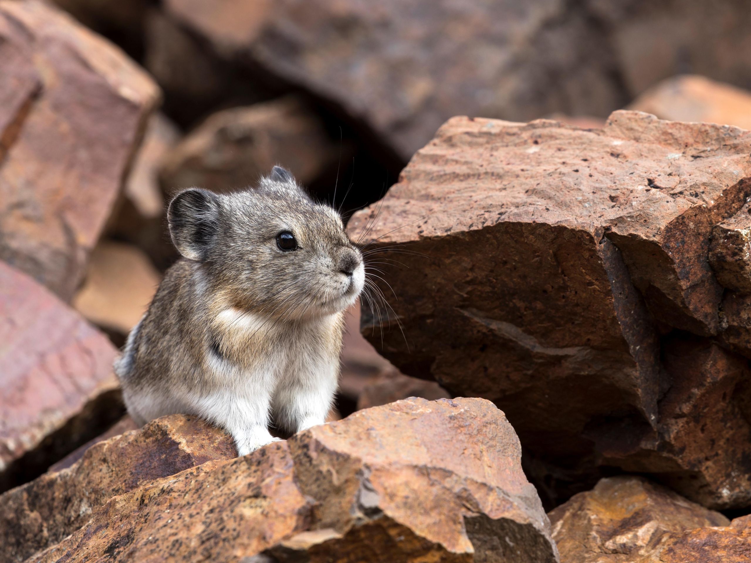 What is a pika? Meet the adorable gatekeepers of the high country