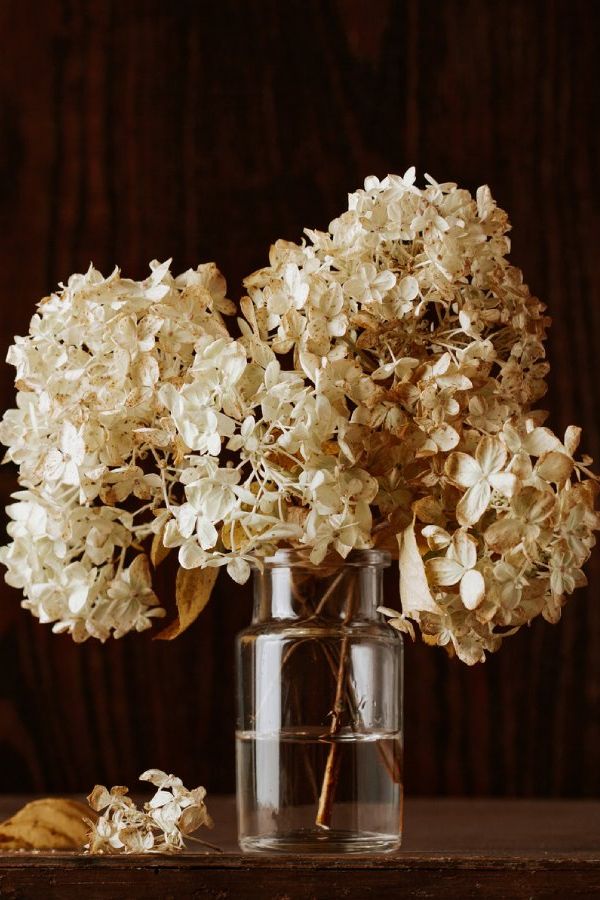 Dry hydrangea flowers in a vase of water