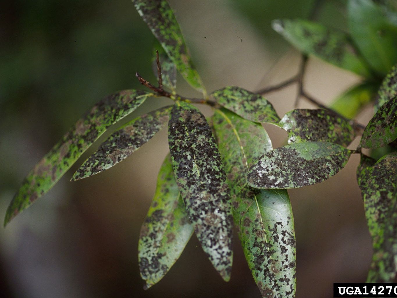 Sooty Mold Fungus - Getting Rid Of Black Sooty Mold | Gardening Know How