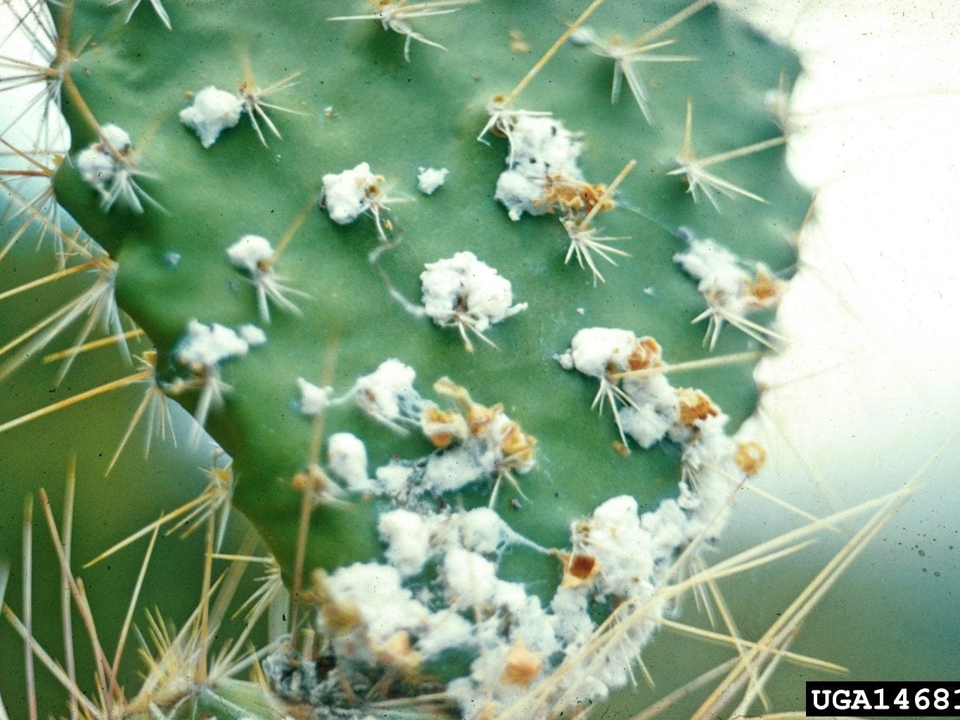 What Is Cochineal Scale: Learn About Cochineal Scale Treatment | Gardening  Know How