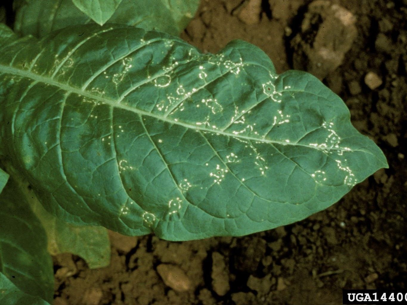 tobacco ringspot virus Treating Tobacco Ringspot: Learn How To Manage Tobacco Ringspot Virus