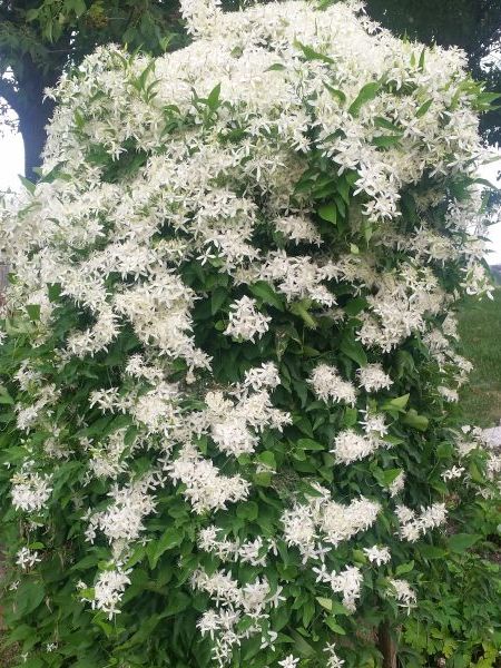 Sweet Autumn Clematis Sweet Autumn Clematis