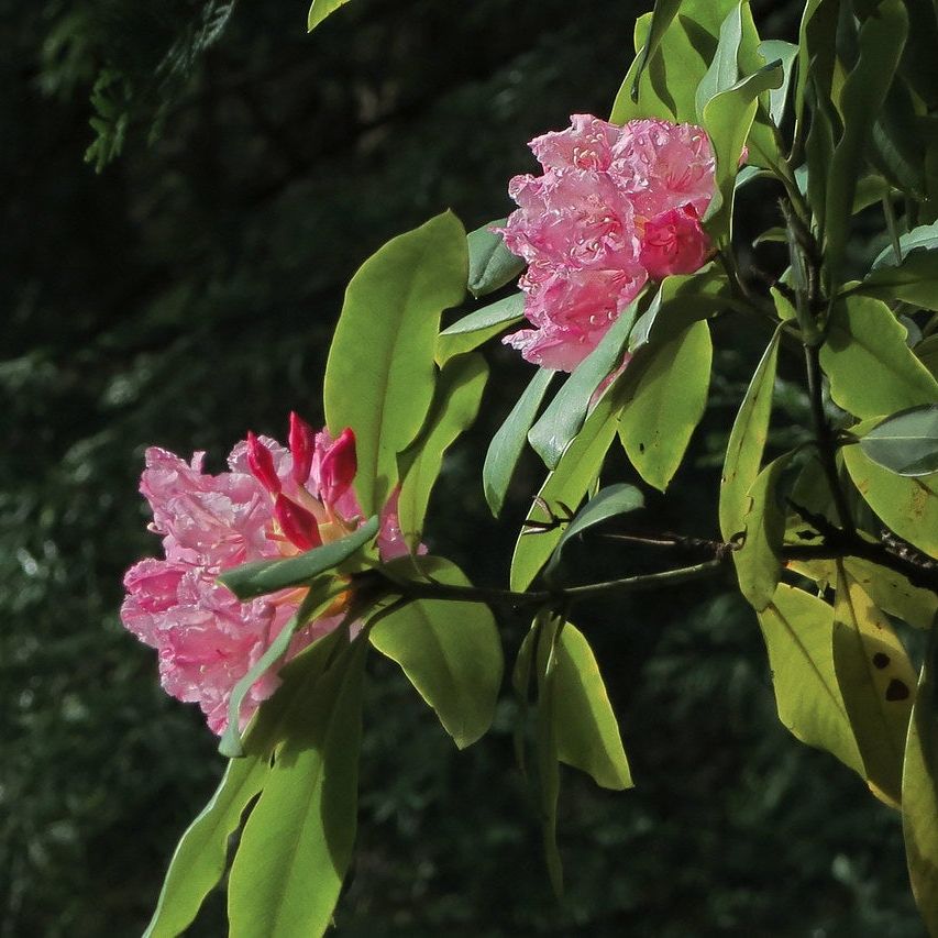 Pacific Rhododendron Info: Tips For Growing California Rosebay | Gardening  Know How