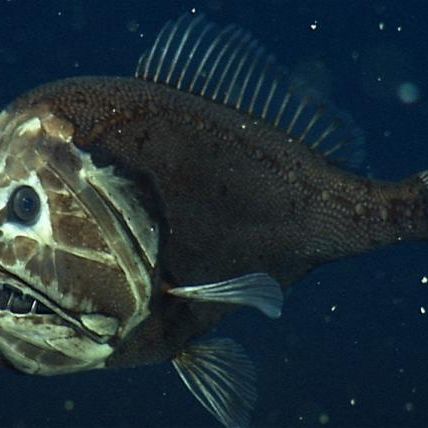 Earth's Final Frontier: Mysteries of the Deep Sea | Live Science Earth's Final Frontier: Mysteries of the Deep Sea | Live Science