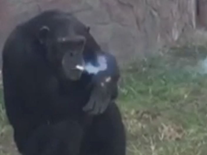 chimp smoking a cigarette This chimp at a North Korea zoo smokes a pack of cigarettes a day