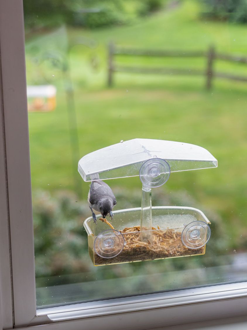 dog watching bird eating mealworms from suction bird feeder