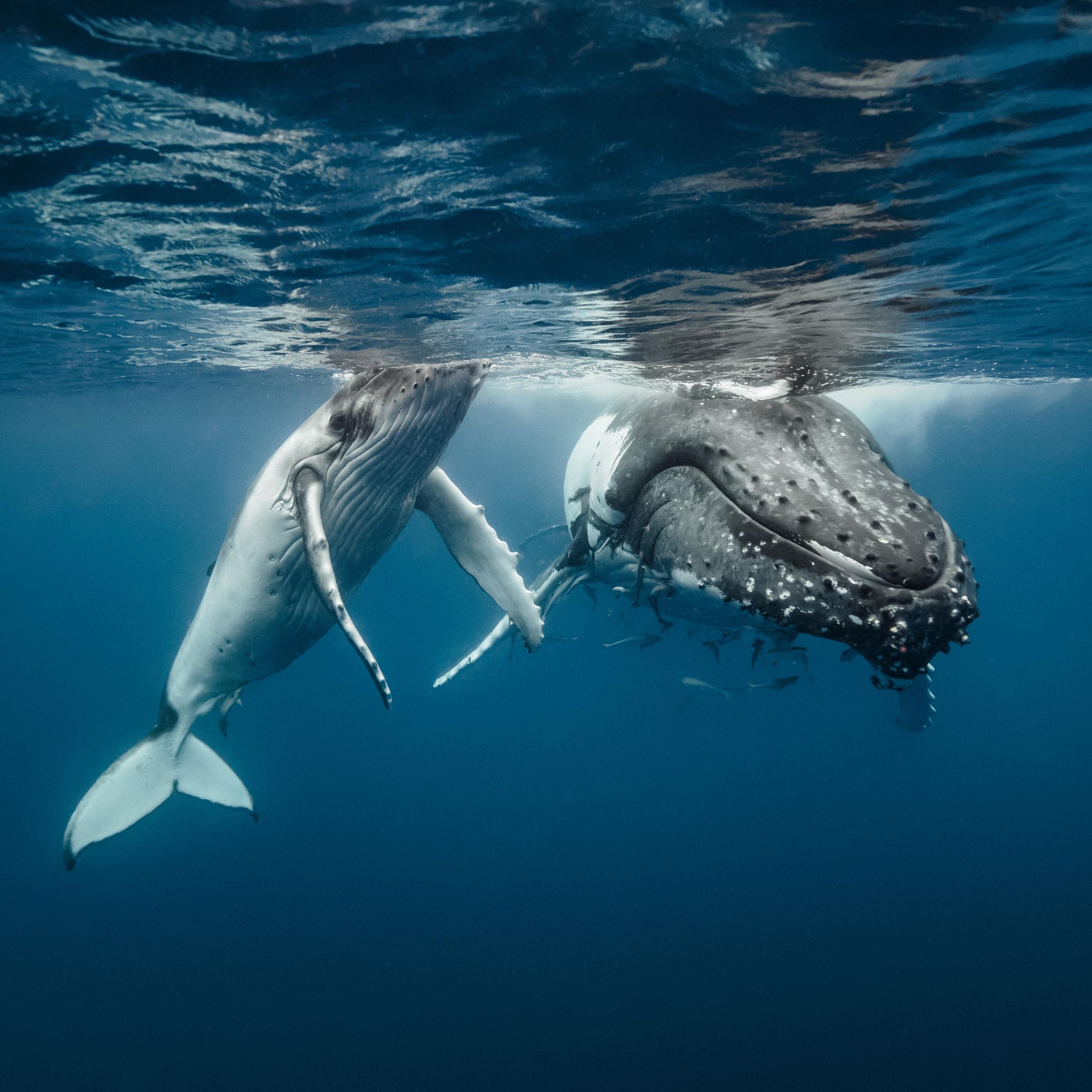 Humpback Whales Plagiarize the Tunes of Other Whales (Even Oceans