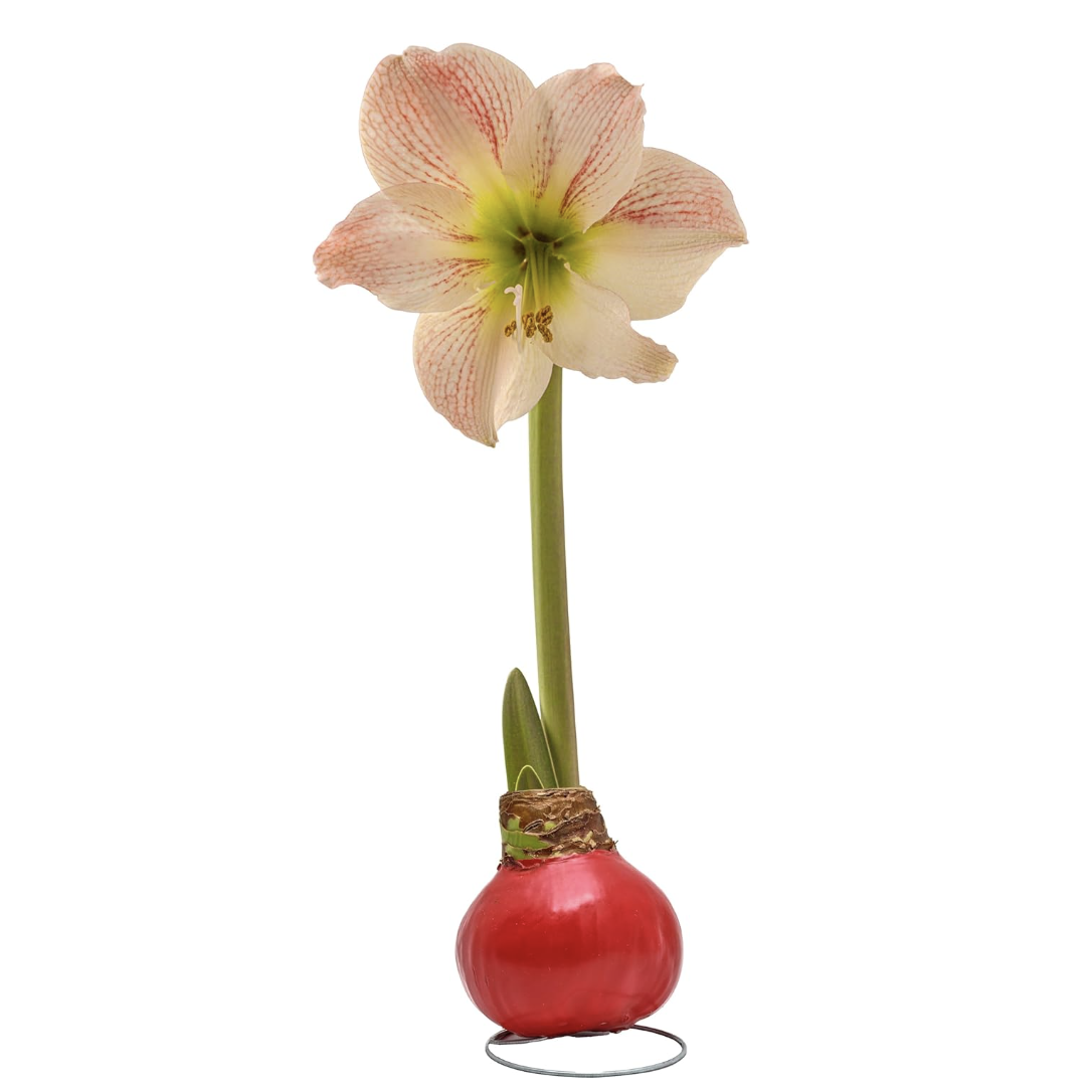 Bonnie Plants, Cherry Blossom Amaryllis Bulb