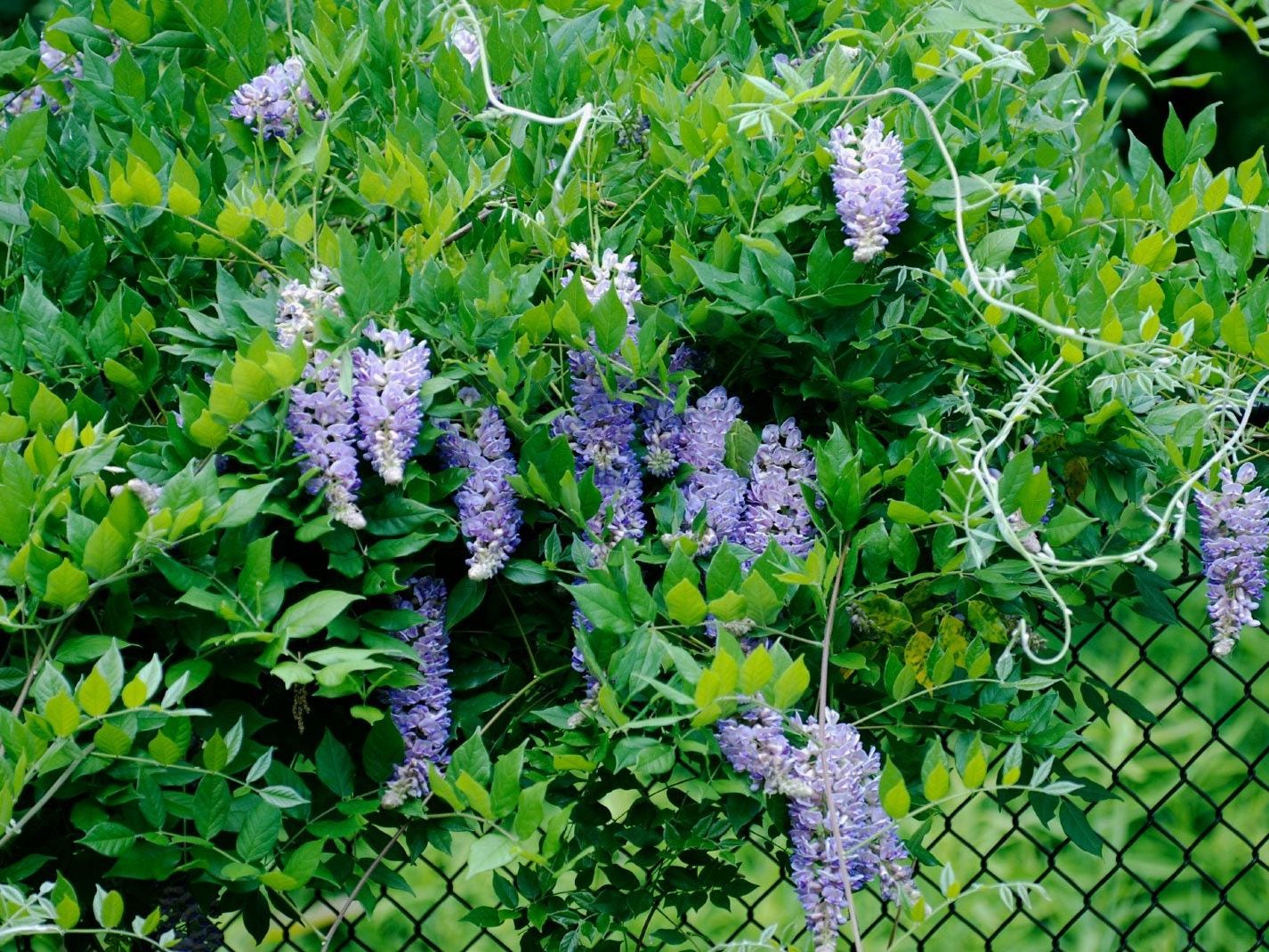 flora plant test Flora Pod Smart Plant Monitor main image 0