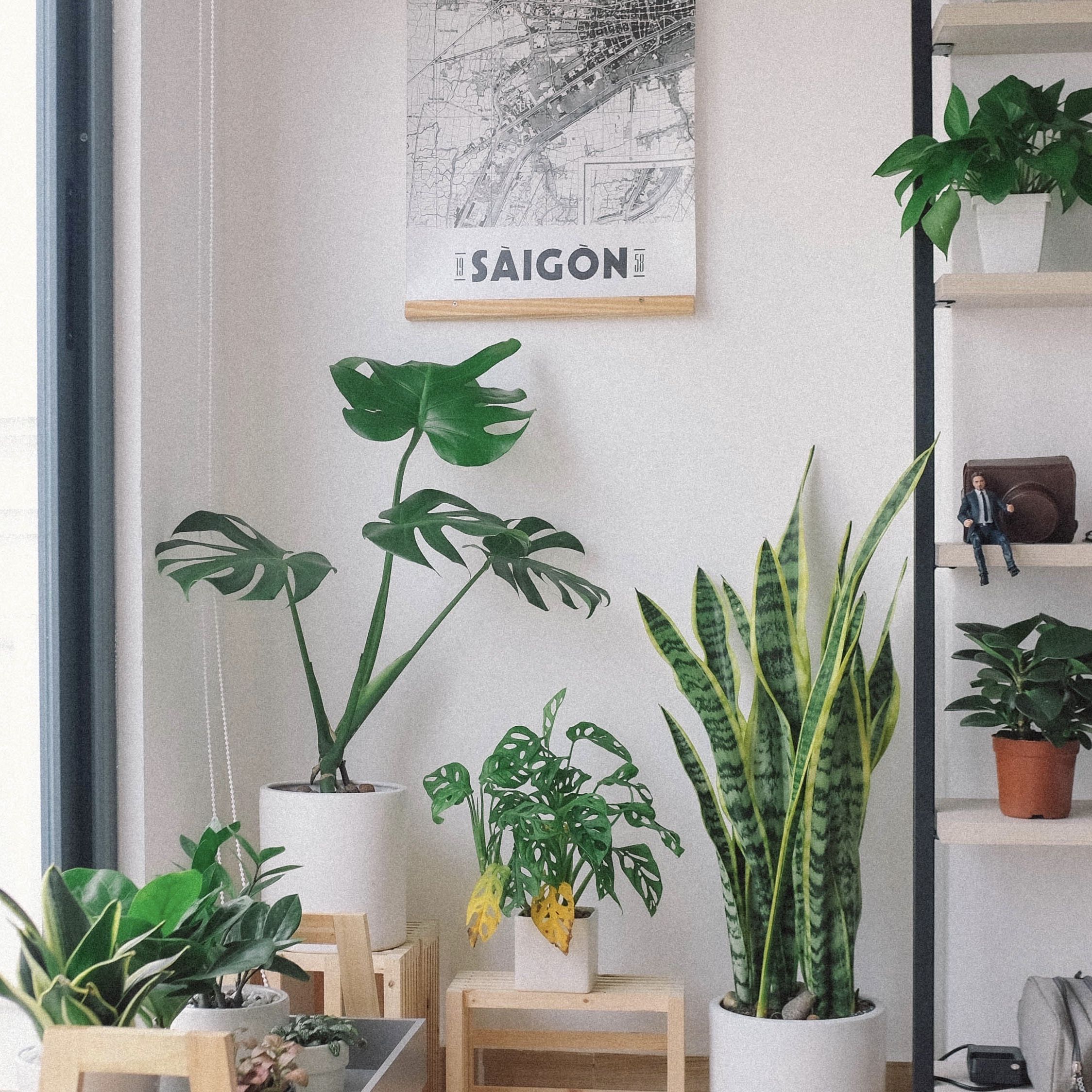 coffee plant near me Live Coffee Plant + 'I Grow My Own Coffee' 18-OZ Travel Tumbler Gift Set main image 1