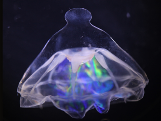 A mysterious barrier in the Atlantic divides weird deep-sea