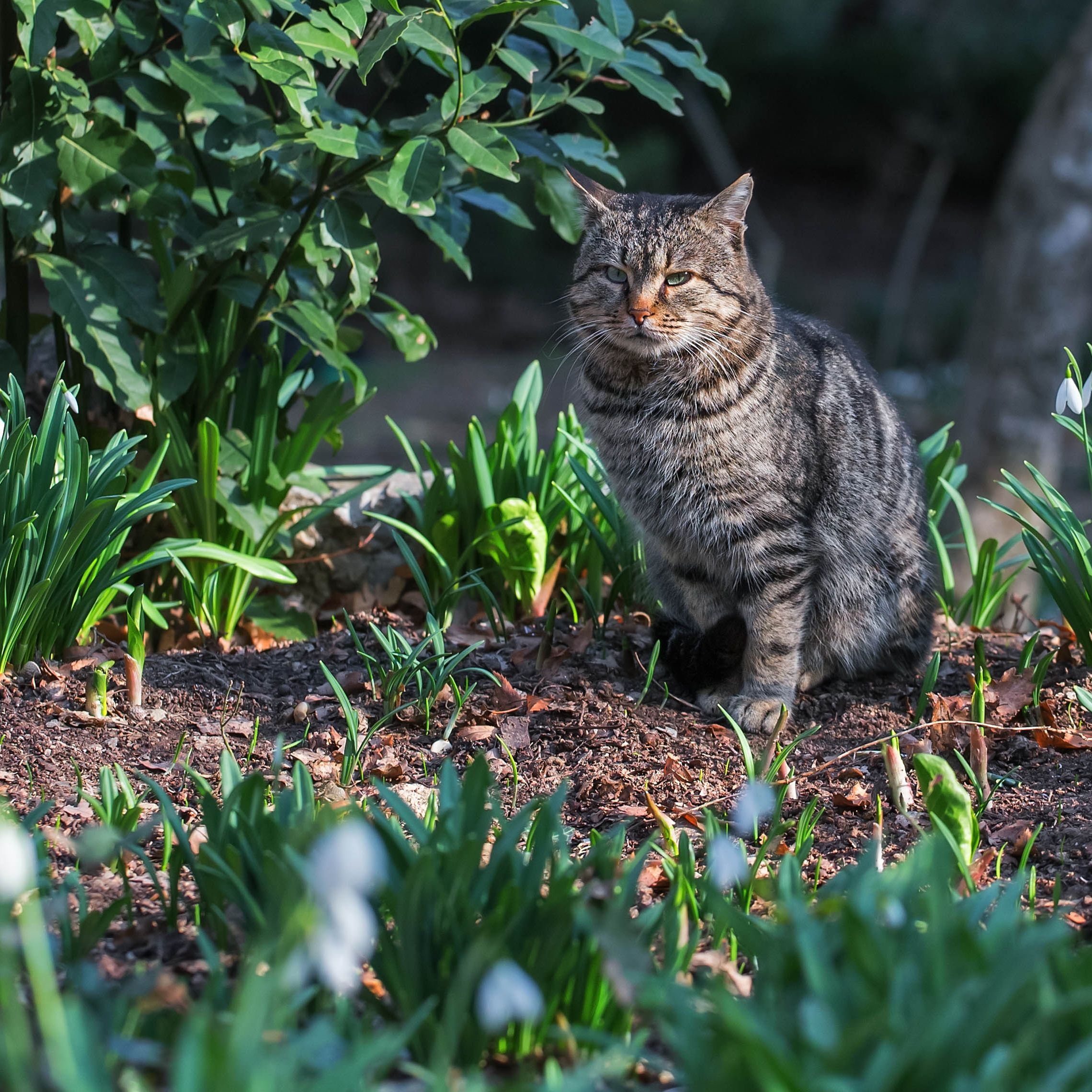 best cat repellent for yards