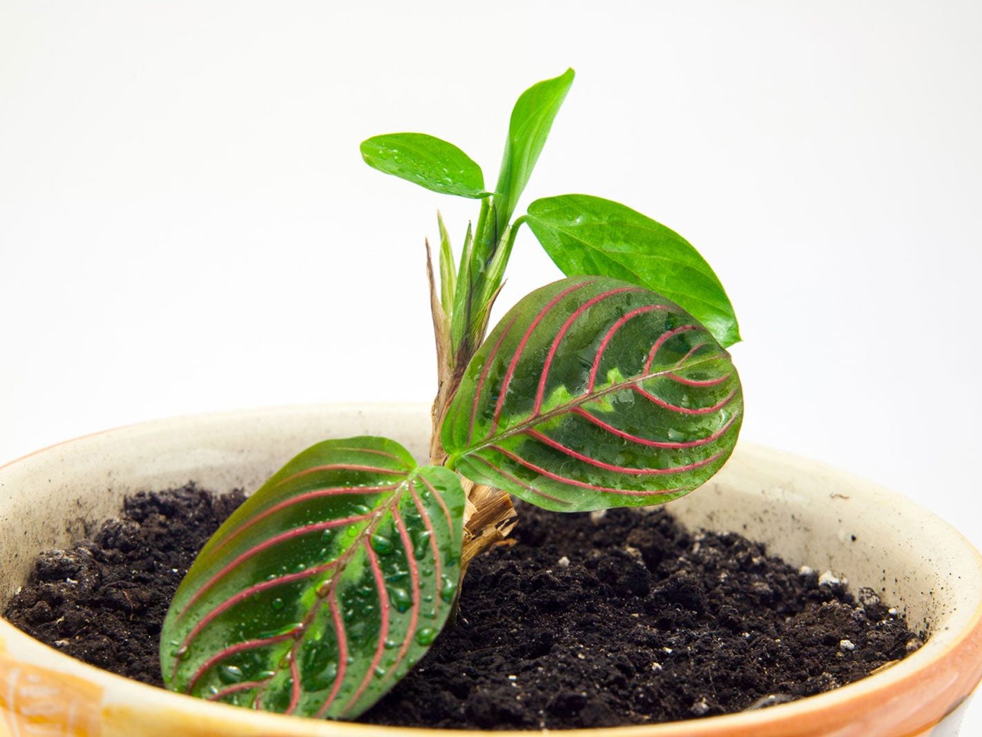 Maranta Red Prayer Plant Growing  Learn About Red Prayer Plant Care |  Gardening Know How