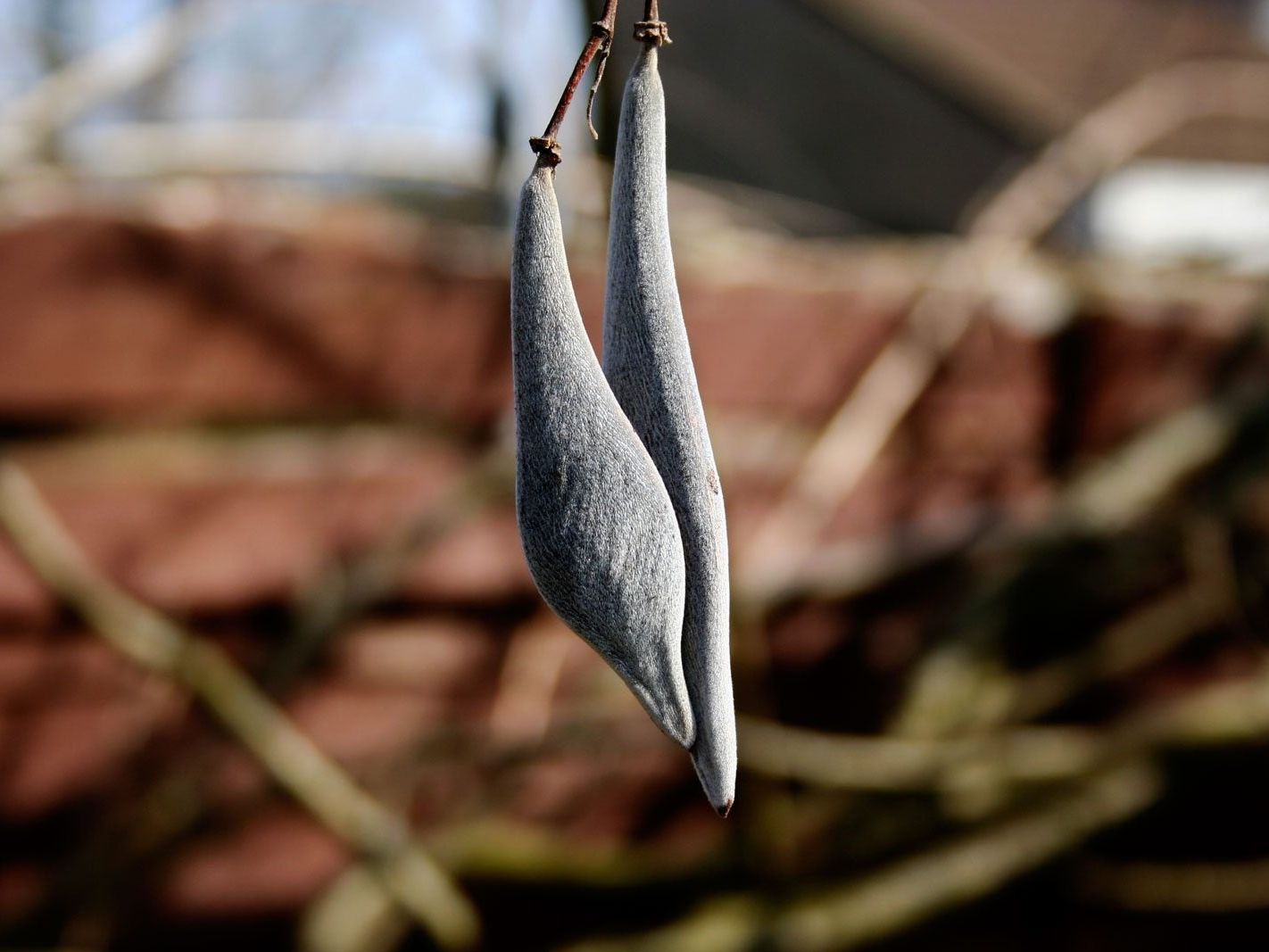 planting wisteria seeds Wisteria Seeds main image 1