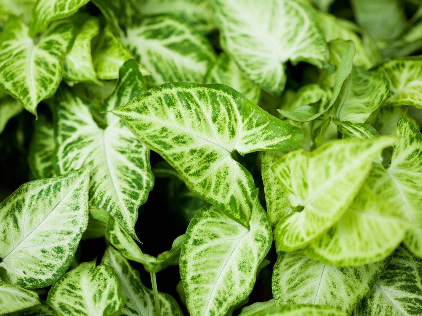 How To Grow And Care For Syngonium (Arrowhead Plant) | Gardening Know How