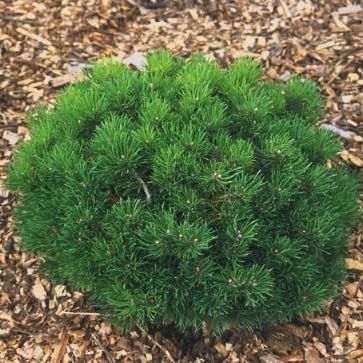 Pinus Mugo &amp;lsquo;mitch&amp;rsquo;s Mini&amp;rsquo; Dwarf Mugo Pine Live Plant &amp;ndash; Compact Evergreen Shrub &amp;ndash; 3x6 Inch Pot