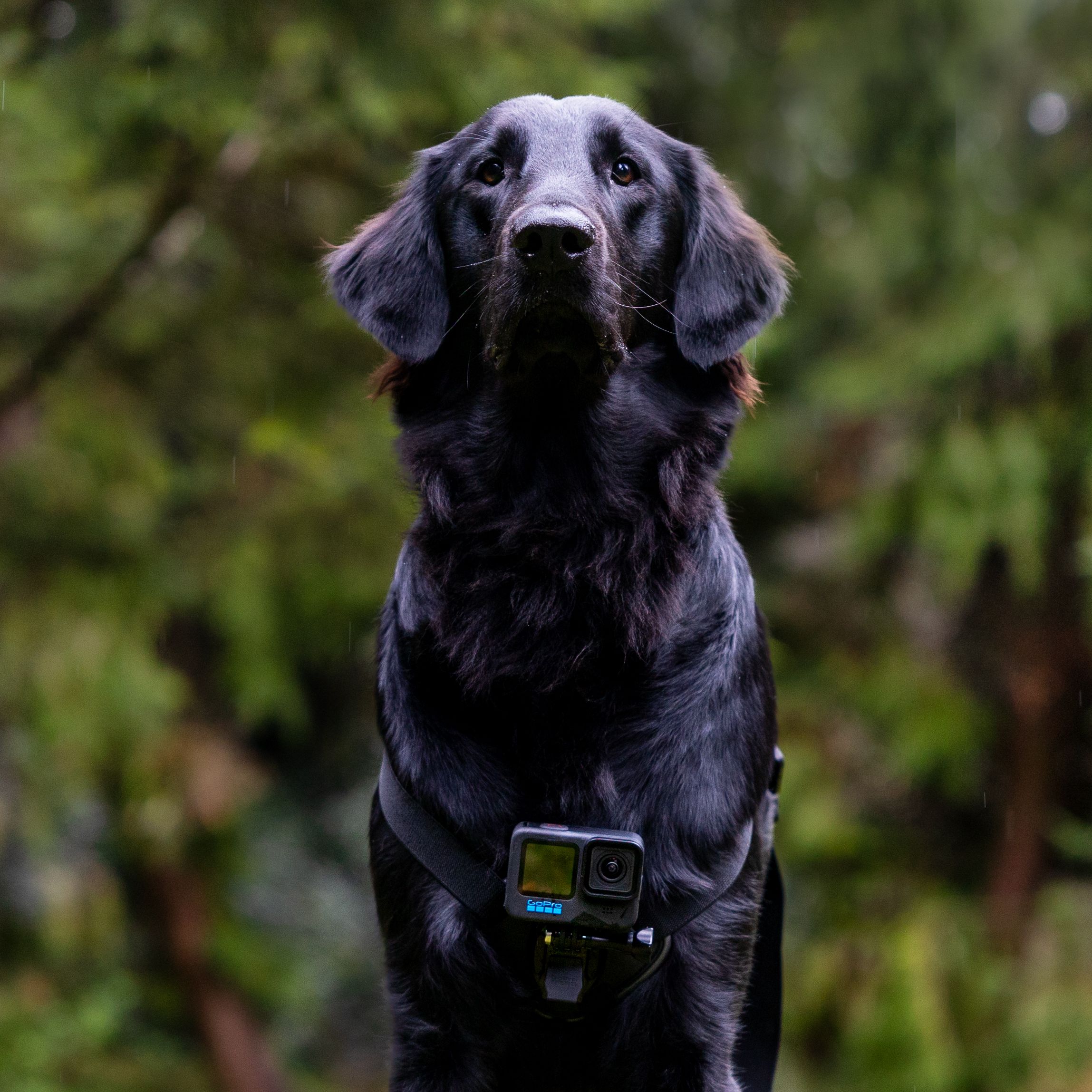 Gopro Chest Mount Harness GoPro Dog Harness Adjustable Camera