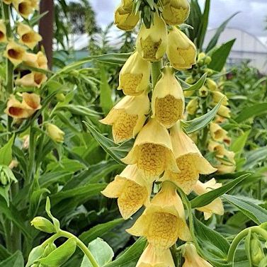 Digitalis Grandiflora Ambiqua, Yellow Foxglove - Pot Size: 4.5in - Shade Plants