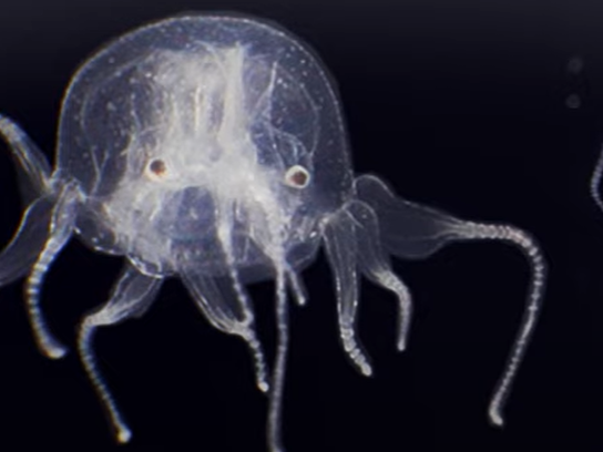 ツルバイマリコオイカワ　Jellyfish 新品24SSツルバイマリコオイカワ jelly fish - メルカリ