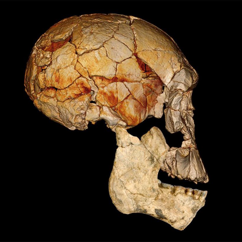 New Flat-Faced Human Species Possibly Discovered | Live Science