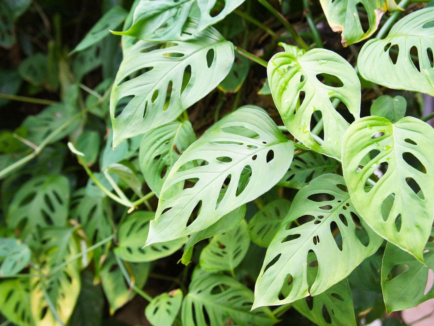 Swiss Cheese Plant Info  Learn About Adanson's Monstera Swiss Cheese Plants  | Gardening Know How
