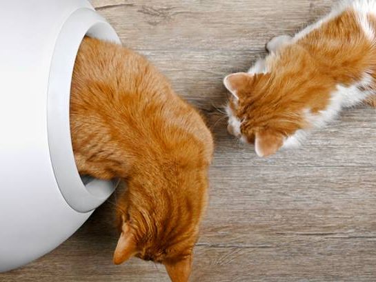 buy royal canin urinary so cat food Royal Canin Urinary SO pouch chicken in gravy 85 g  PetFriend