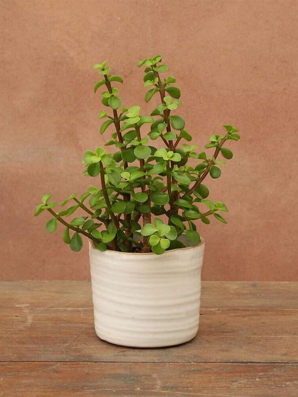 Portulacaria Afra / Arbusto Elefante / Planta De Interior Y/o Iniciador De Bons&amp;aacute;i - 12 Cm