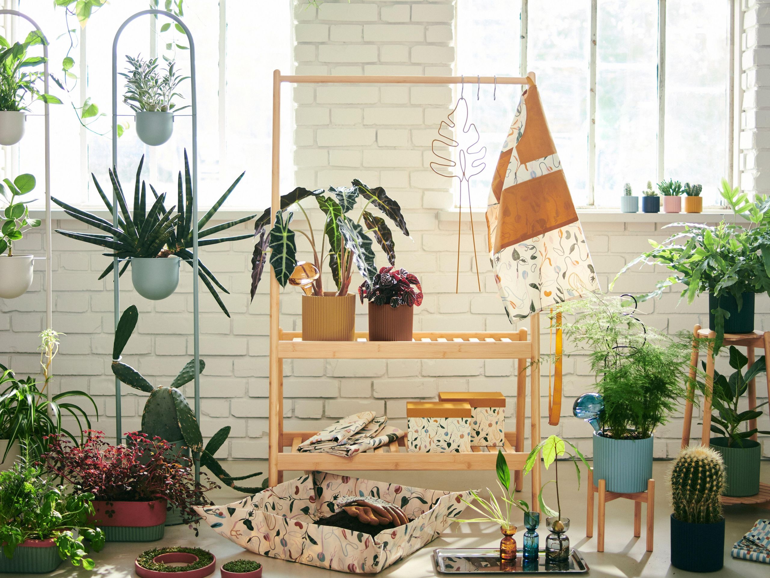 olive tree indoor plant Arbequina Olive Tree