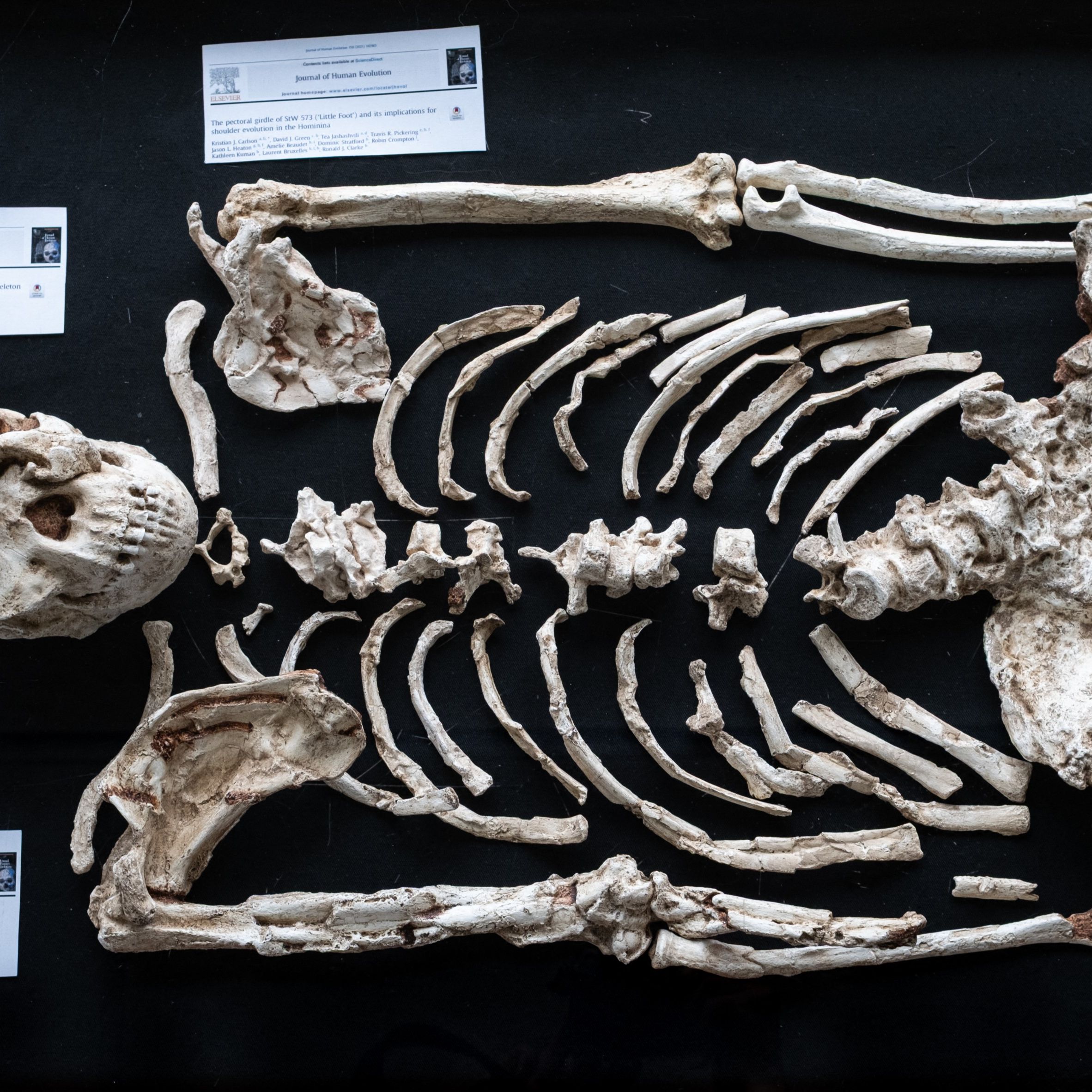 Today's Biggest Science News: 'little Foot' Potential Unknown Human Ancestor | Geminids Peak | Comet 3i/atlas Closest Approach