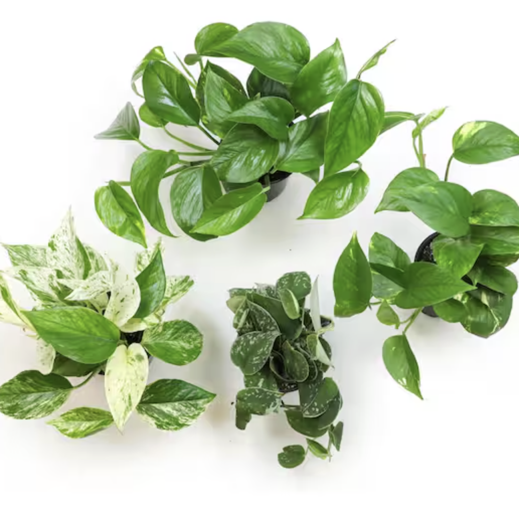 Pothos 4 Pack
