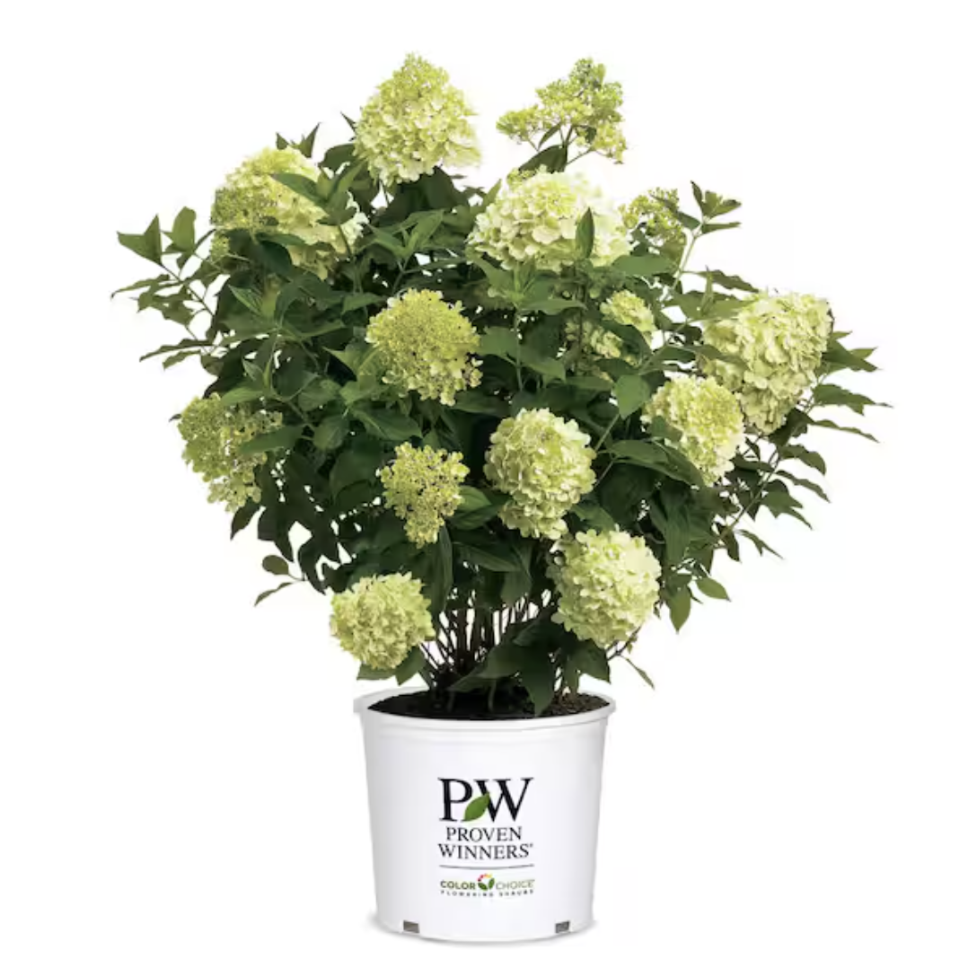 Proven Winners, Limelight Hydrangea