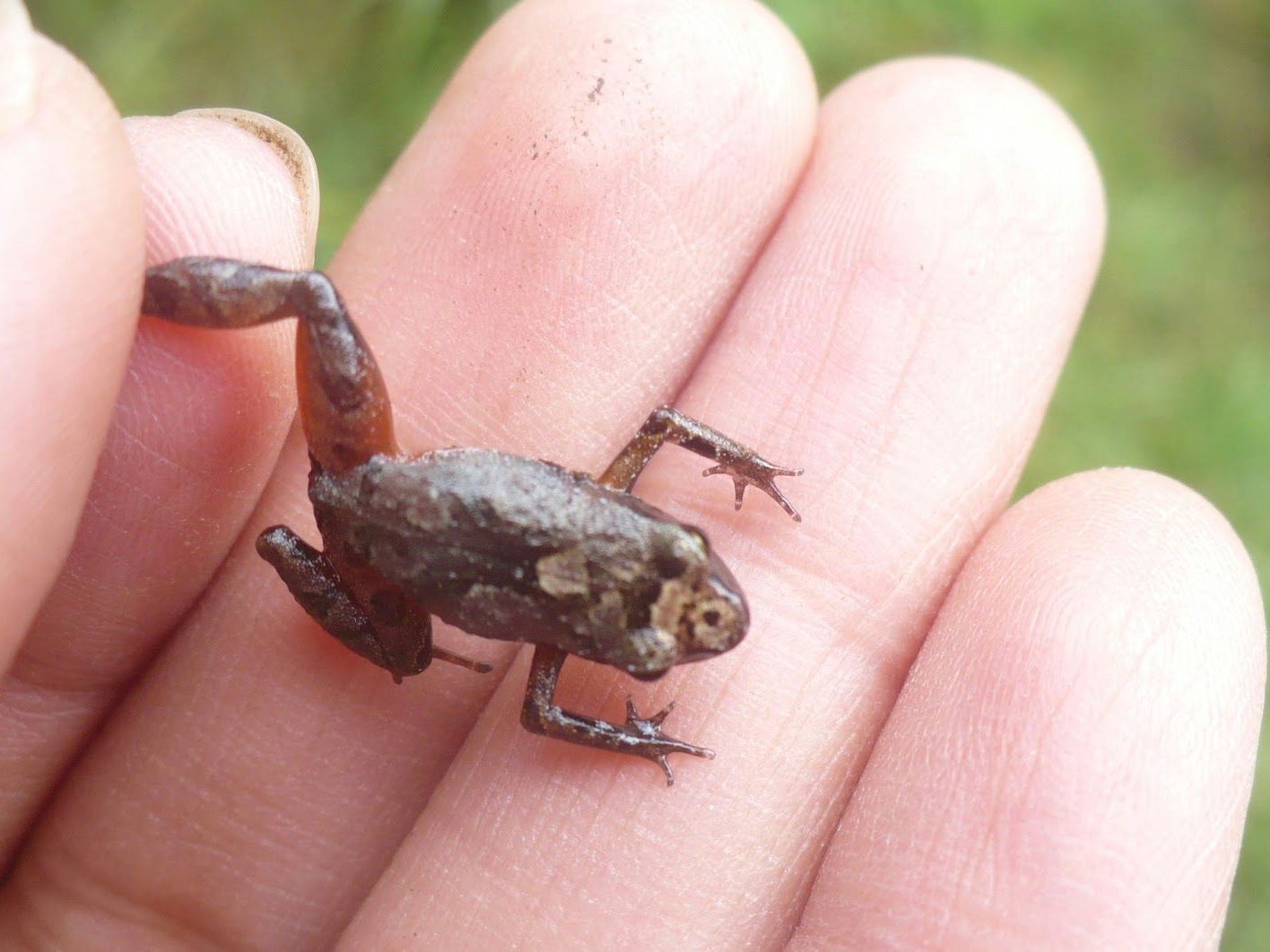 New Jelly-Bean-Size 'Masked' Frog Discovered in the Andes | Live