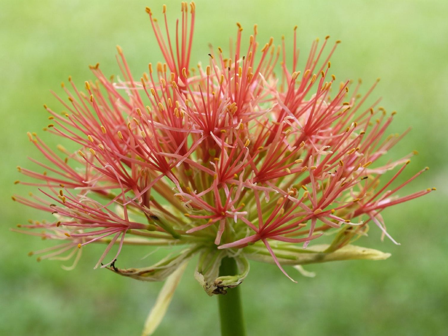 Blood Lily Care: How To Grow An African Blood Lily Plant