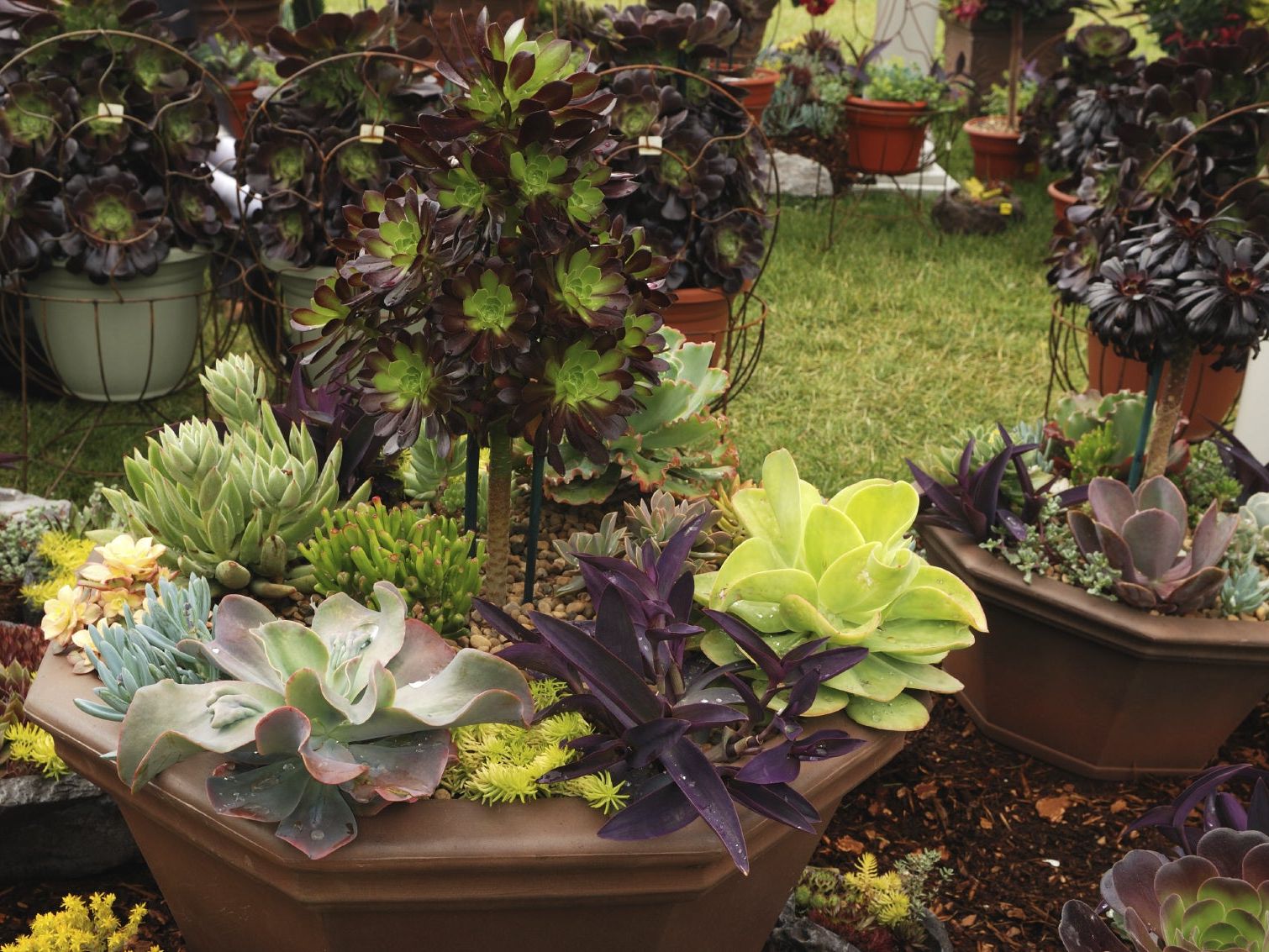 creeping succulent Creeping Succulent Cluster Pick 5 main image 1