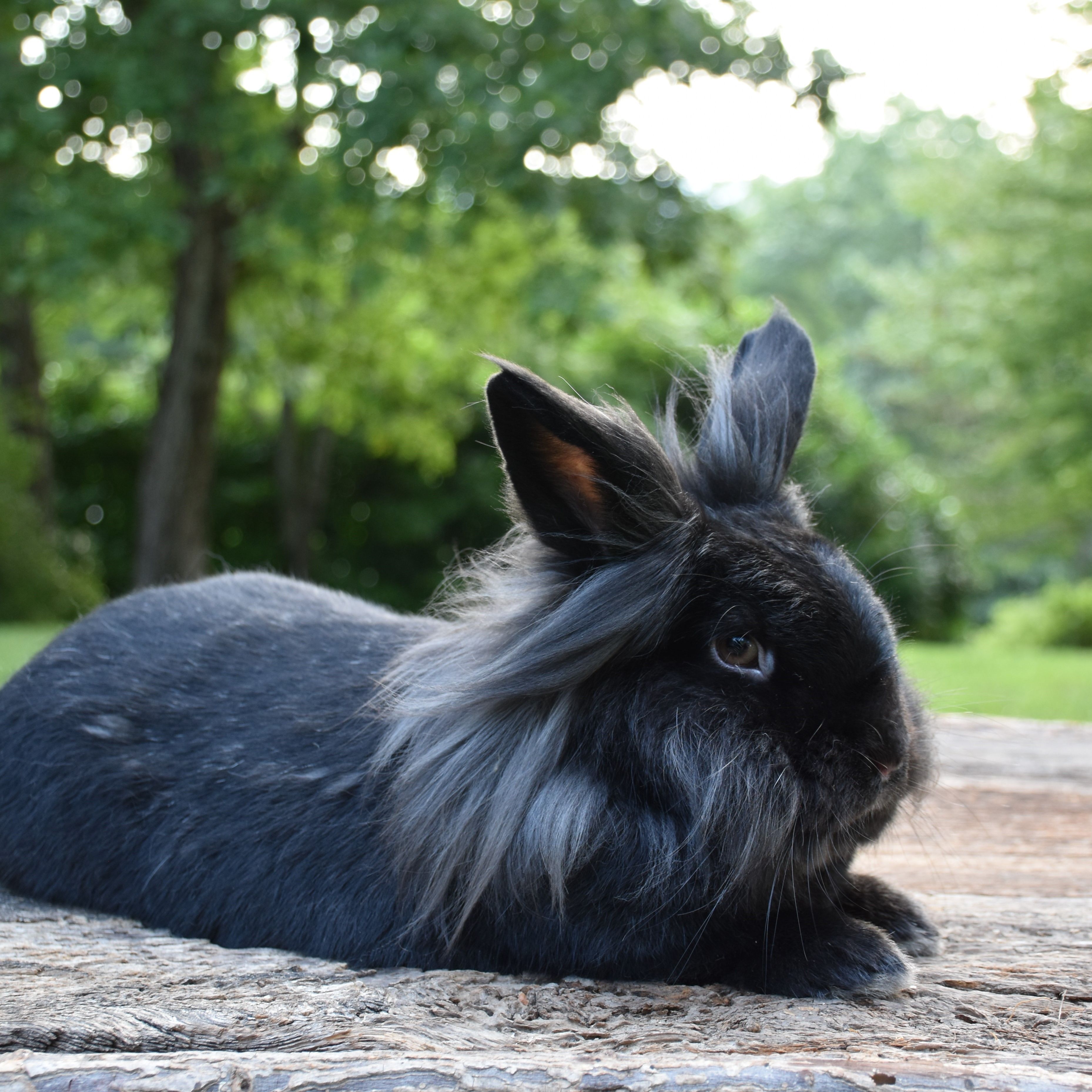 Lion's Mane Rabbit Lionhead Rabbit Full Grown Lionhead Rabbit