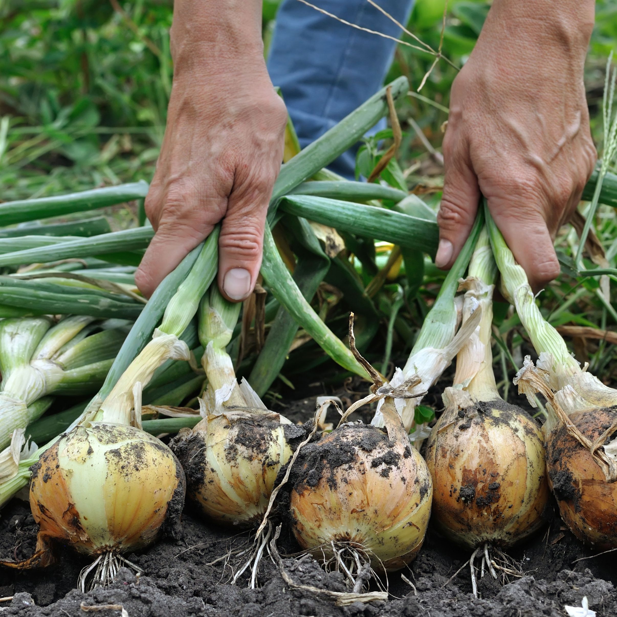 When to plant onions: for a healthy harvest | Homes and Gardens
