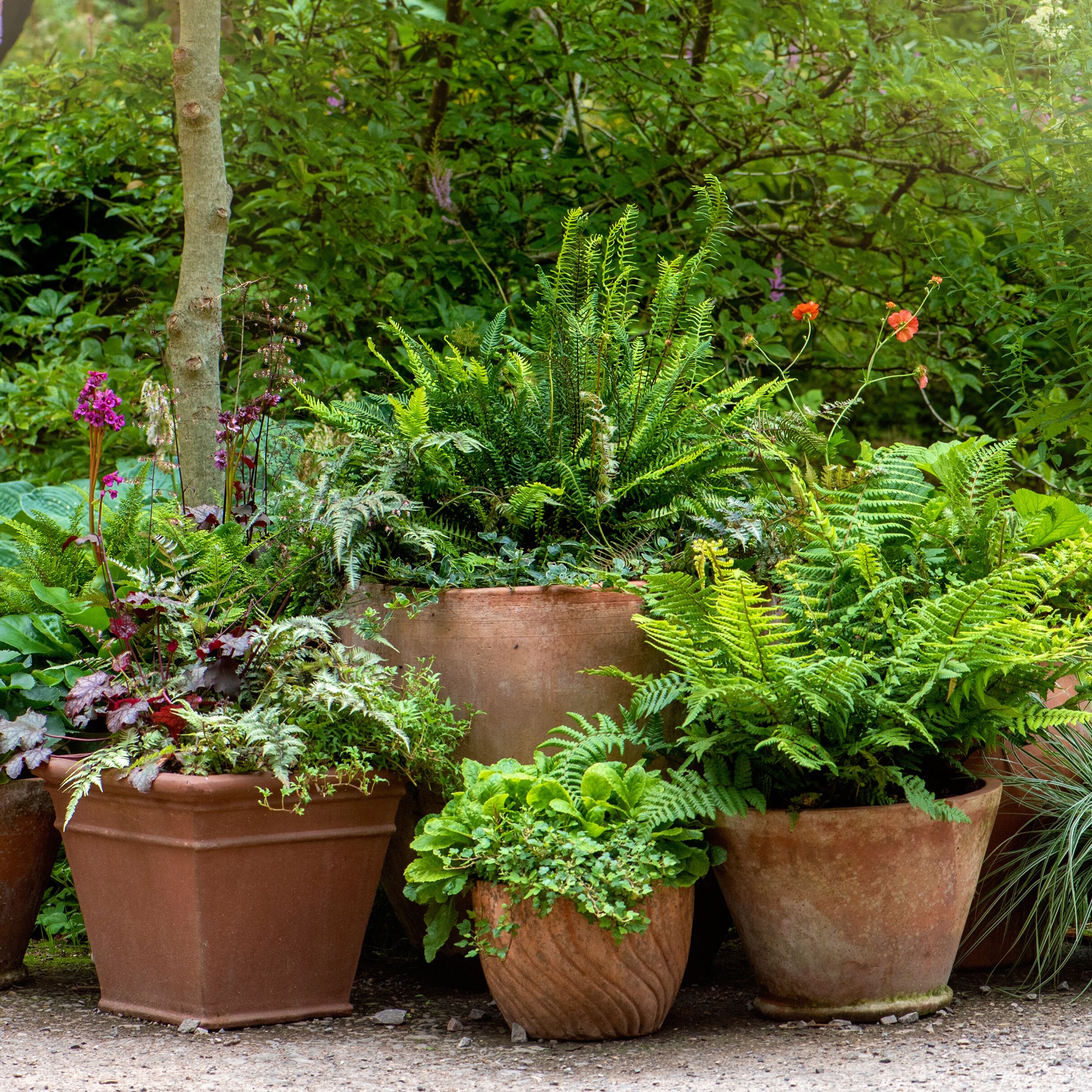 Best evergreen container plants for a winter porch | Homes and Gardens