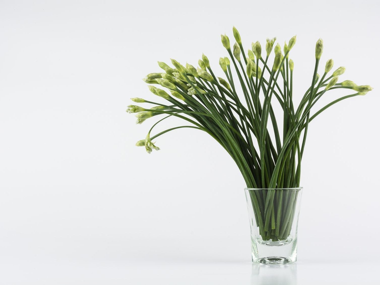Regrowing Garlic Chives - Tips On Growing Garlic Chives In Water |  Gardening Know How