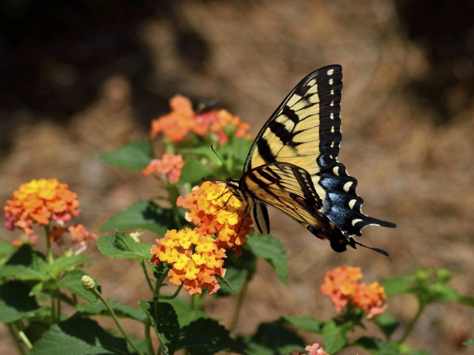 Getting Butterflies In The Garden - Attracting Butterflies With ...